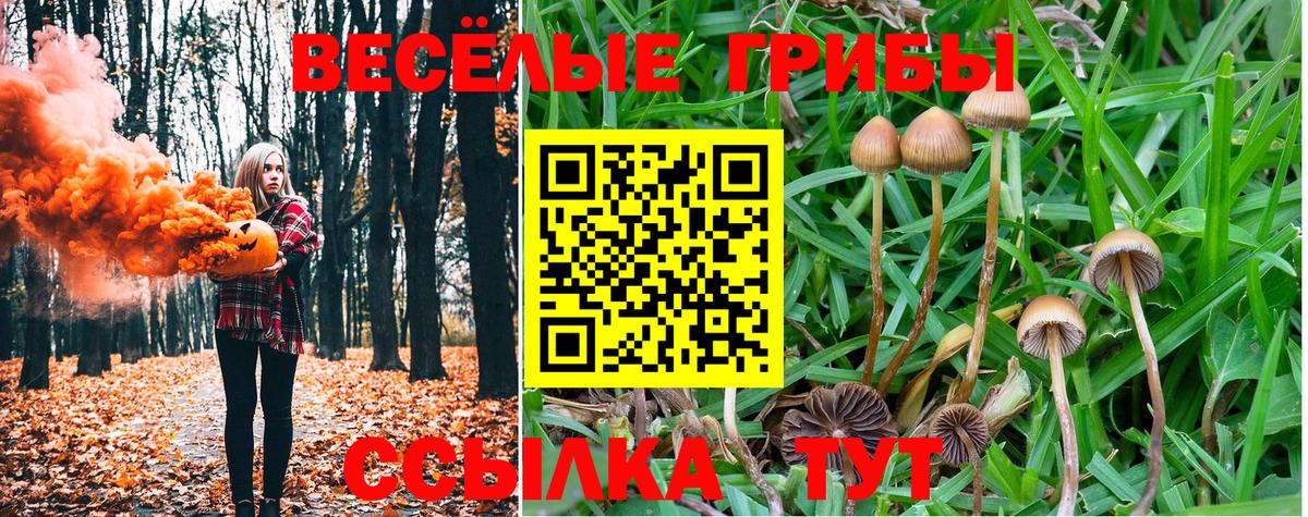 Псилоцибиновые грибы Cubensis Похвистнево